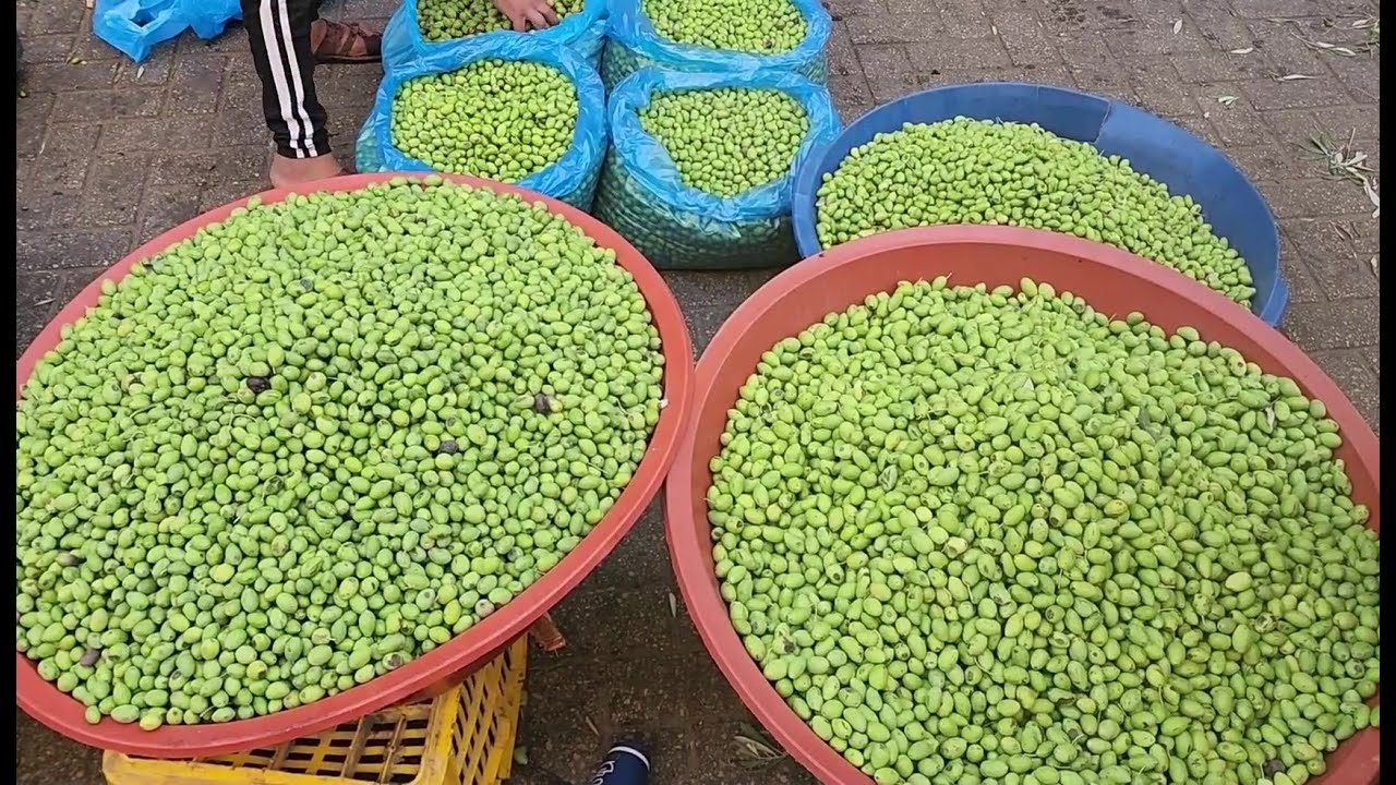 أقدم سوق زيتون في قطاع غزة في مدينة خان يونس