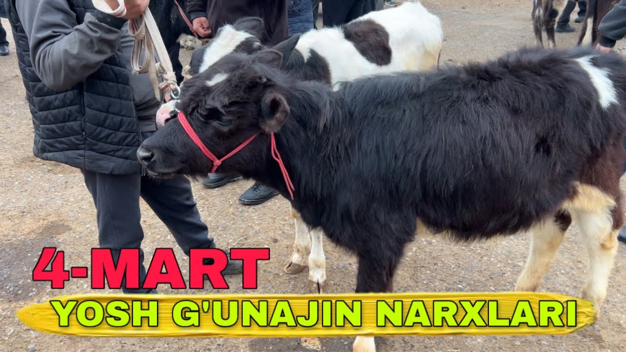 👉Qo’qon mol bozori 2026 | Yosh g’unajin narxlari 