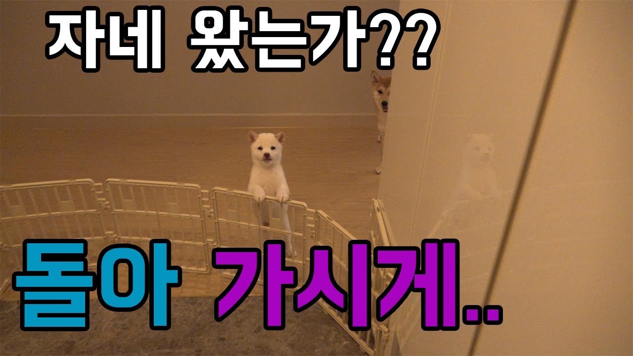 아빠와 엄마가 집에왔을때 시바견반응