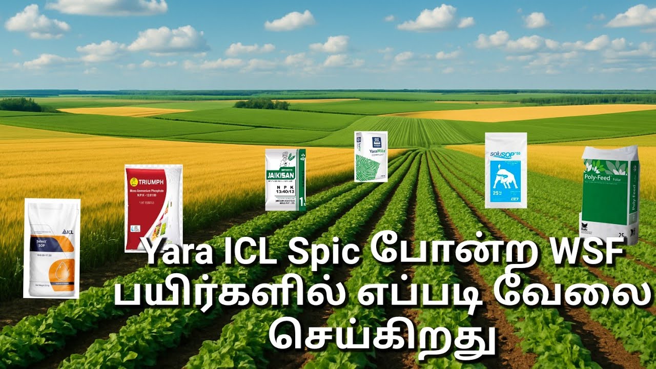 Yara ICL Spic போன்ற WSF பயிர்களில் எப்படி வேலை செய்கிறது