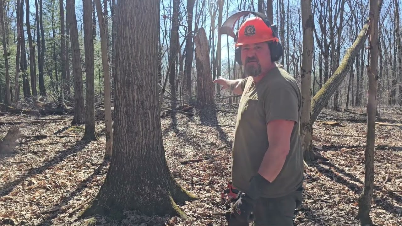 Season 6 Episode 15 Felling Trees, Hanger Baby!