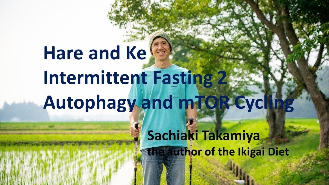 Hare and Ke Intermittent Fasting 2 Autophagy and mTOR Cycling