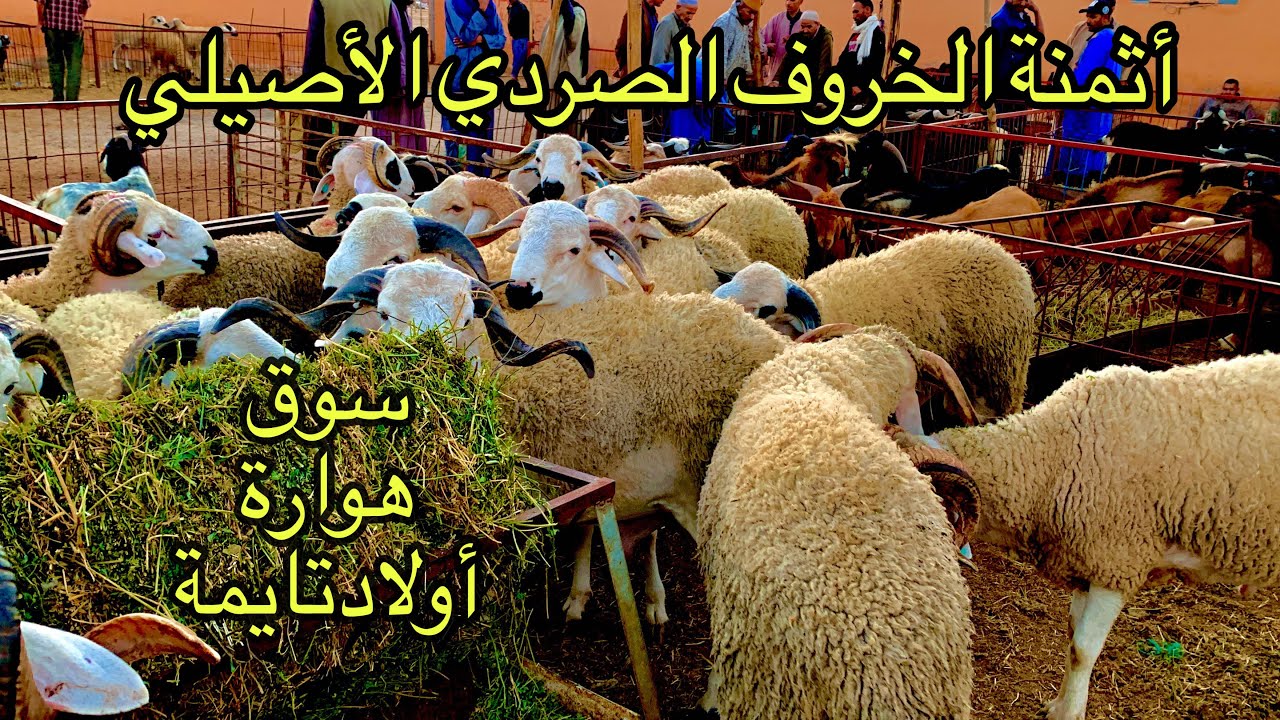 @سوق الخميس هوارة أولادتايمة رحبة الأغنام كولشي موجود لحمد لله 