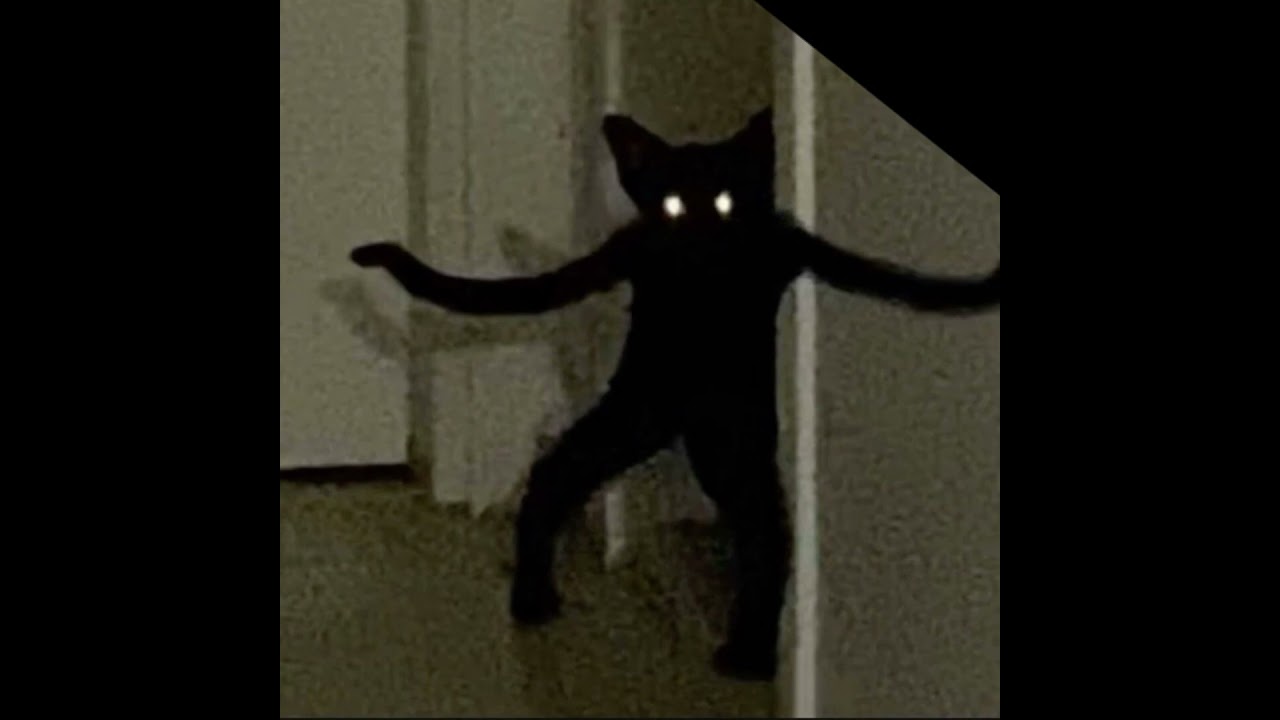 Larry #cats #memes