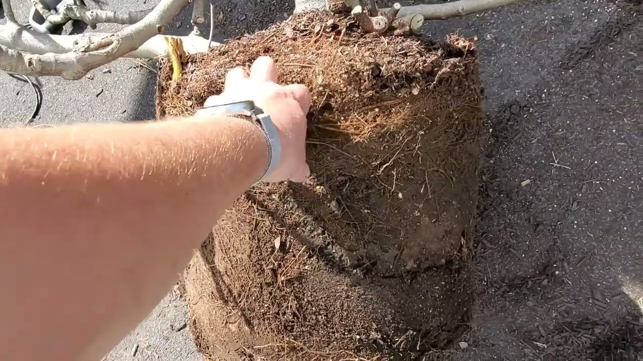 How to Root Prune a Tree