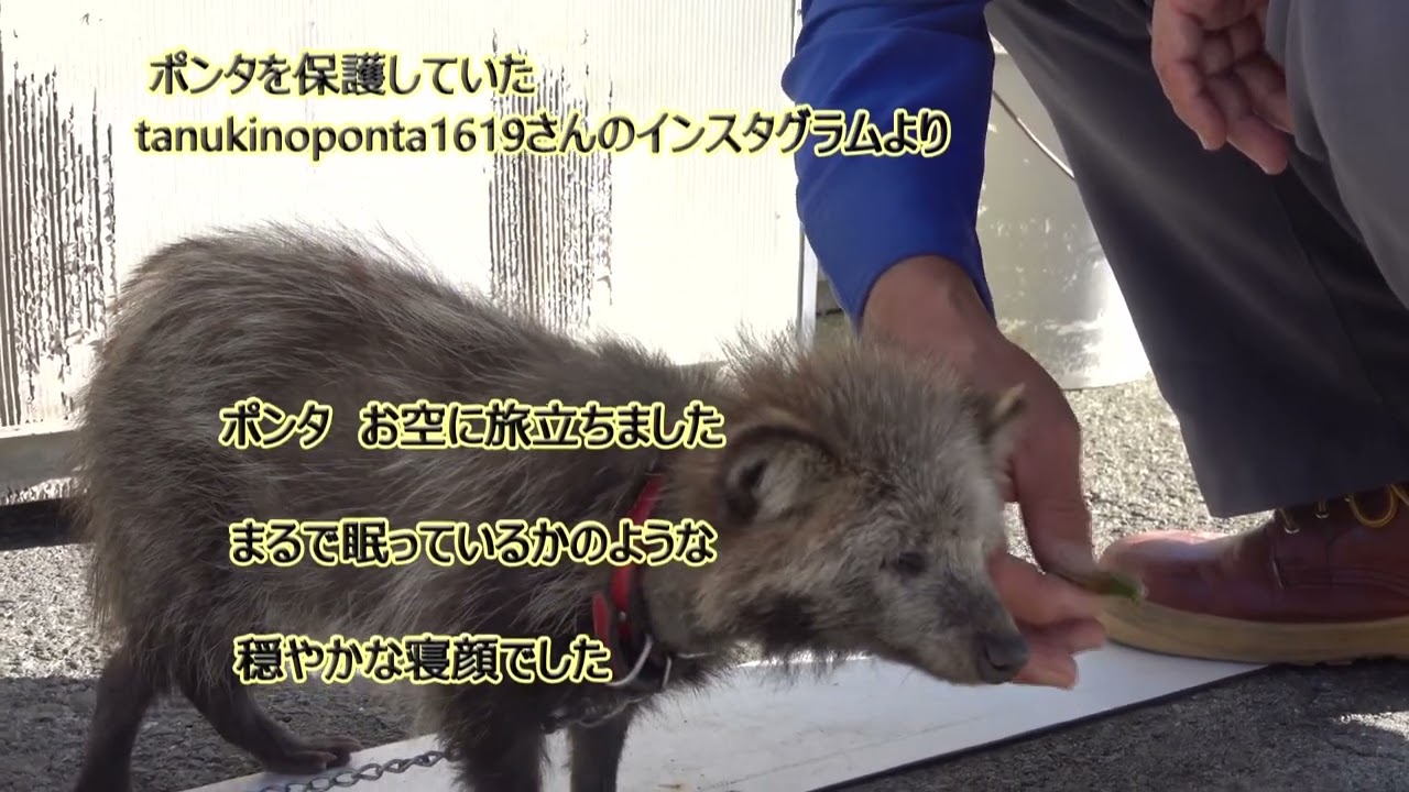 ポンタありがとう　さようなら