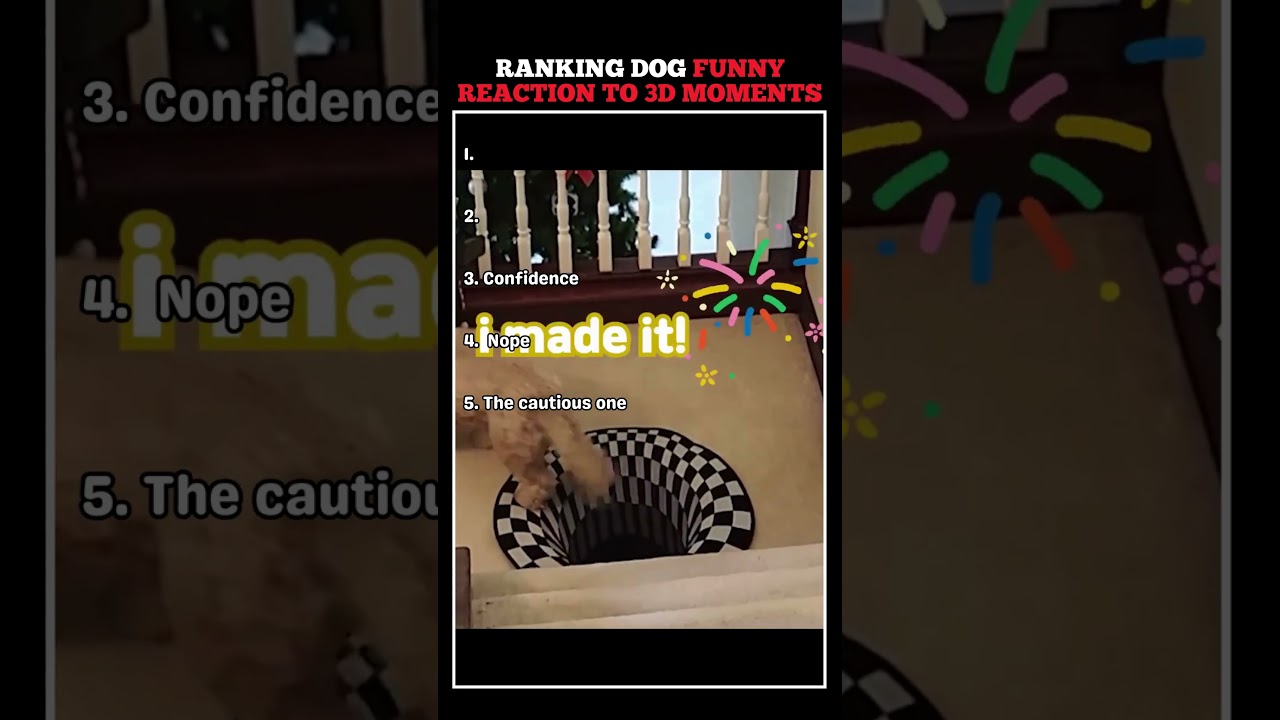 Ranking Dog Funny Reaction to 3D Moments