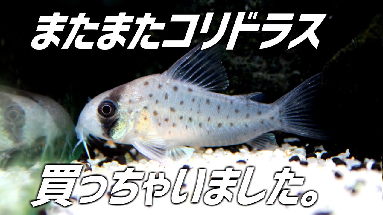 ちょっと透けてるめちゃんこ人気な可愛いコリドラス導入。#240【アクアリウム】