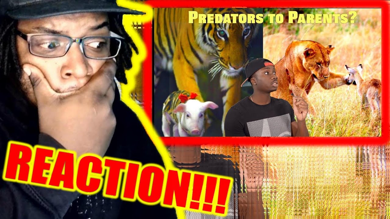 When Cats Break the Rules of Nature - Casual Geographic / DB Reaction