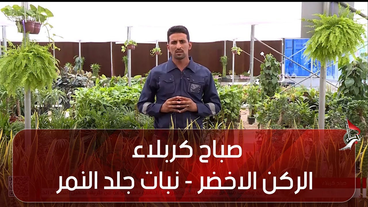 صباح كربلاء - الركن الاخضر - نبات جلد النمر