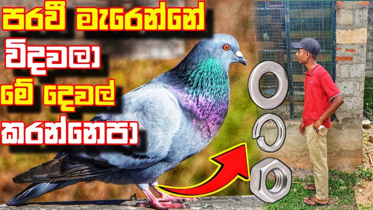 Don't bother pigeon | මේ වැරදි ඔයත් පරවින්ට කරනවද | sl pet show | paravi