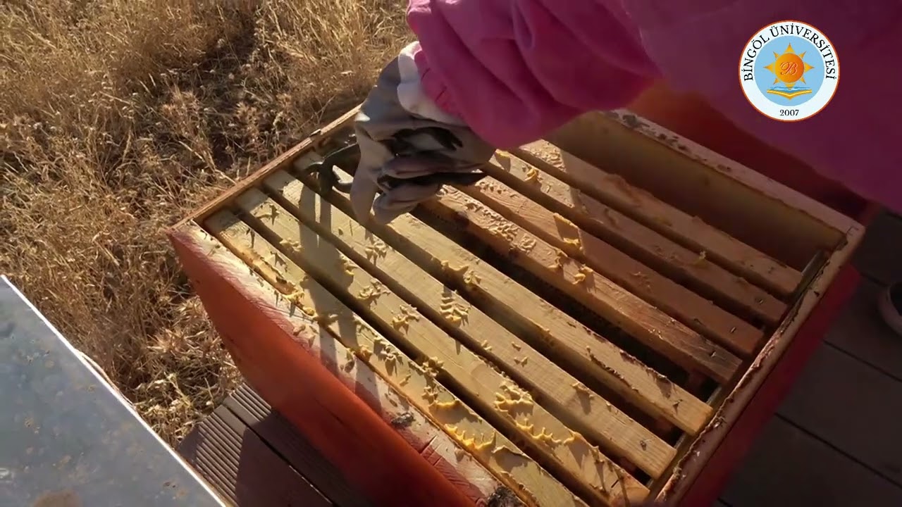 &Uuml;niversitemiz Gıda, Tarım ve Hayvancılık MYO Arıcılık Programı &Ouml;ğrencilerimiz...