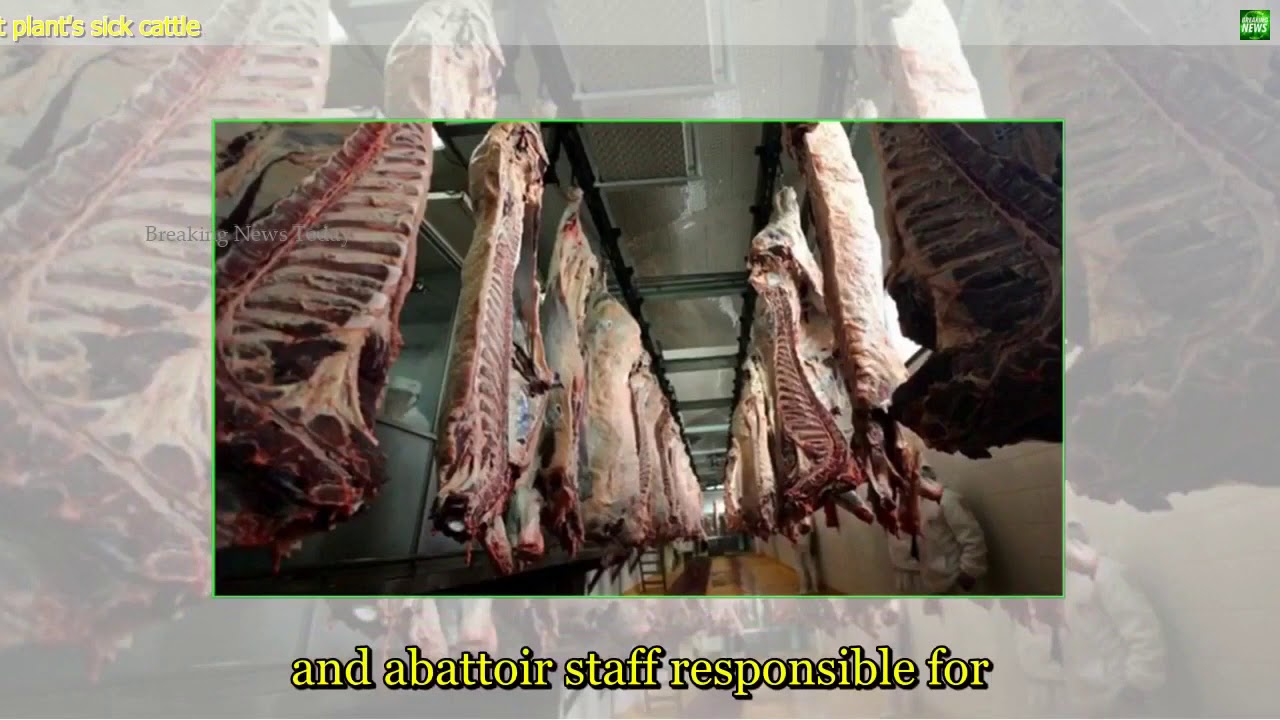 229 Breaking News   Poland alarmed by meat plant's sick cattle