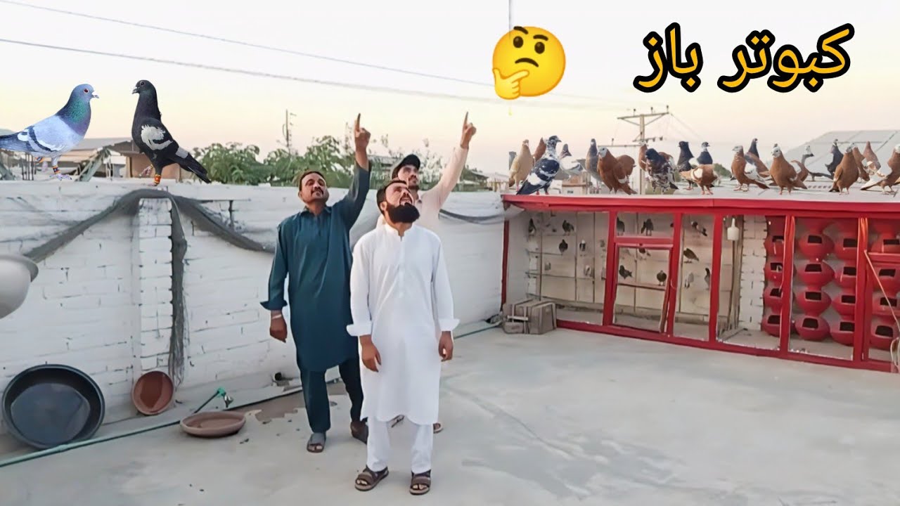 🔴 Aj Harif humare chat pa aya hai 🤫/ Kabootar bazi #pigeon