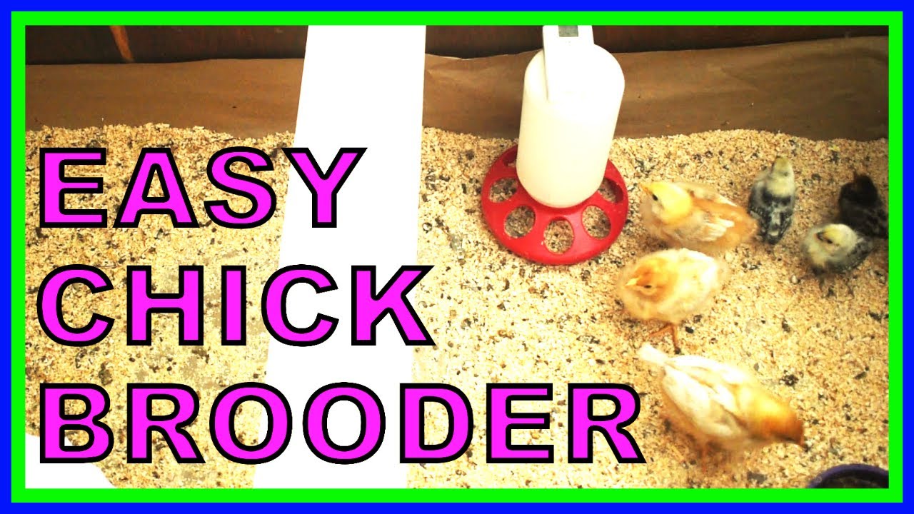 Chicken Coop Build on a Budget Chick Brooder Homesteading