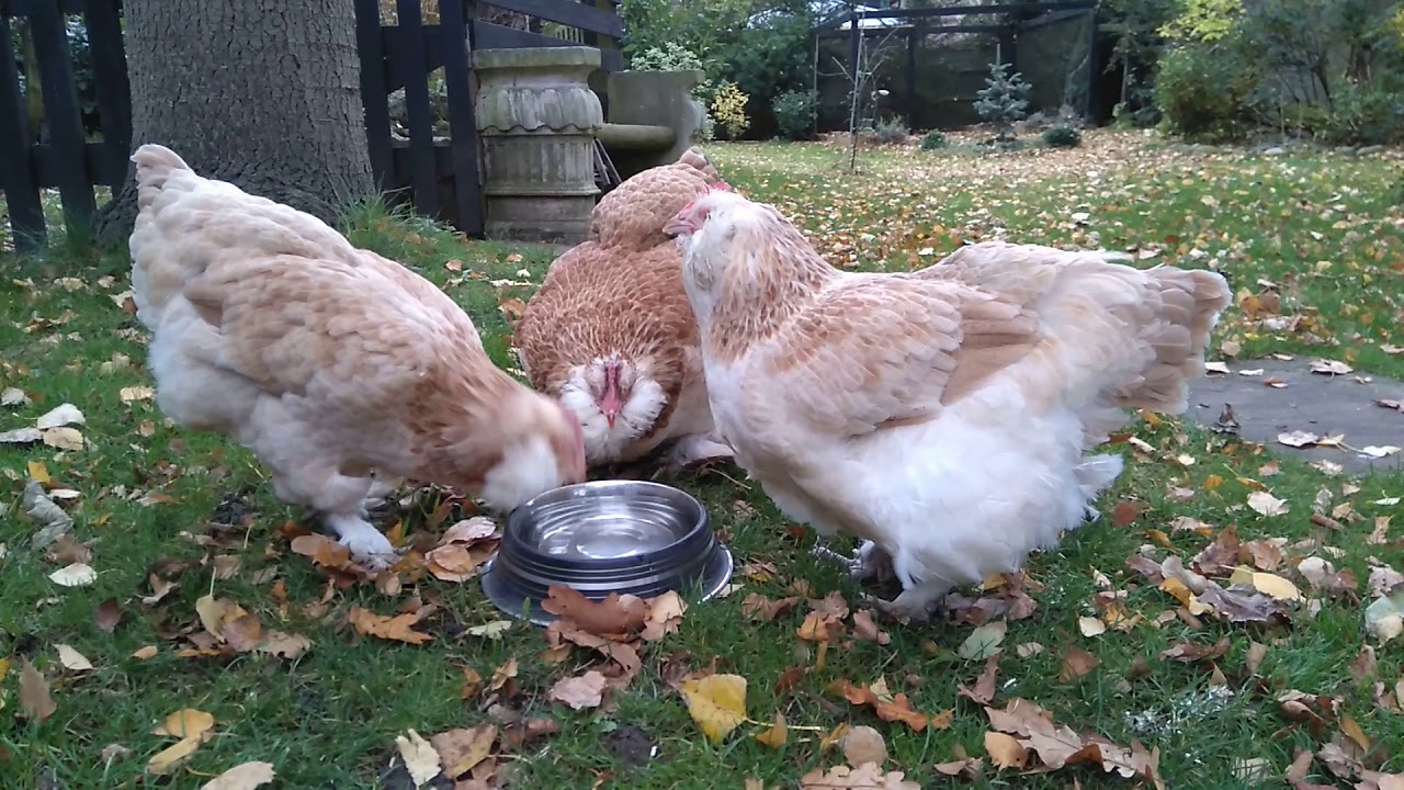 Faverolles chickens socialising over a drink (with birdsong) 🐔🌳🍂