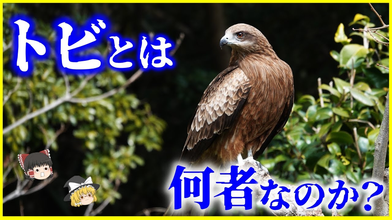 【ゆっくり解説】鳶職との関係は…？「トビ」とは何者なのか？を解説/もともと人の食べ物を狙うことはなかった!?