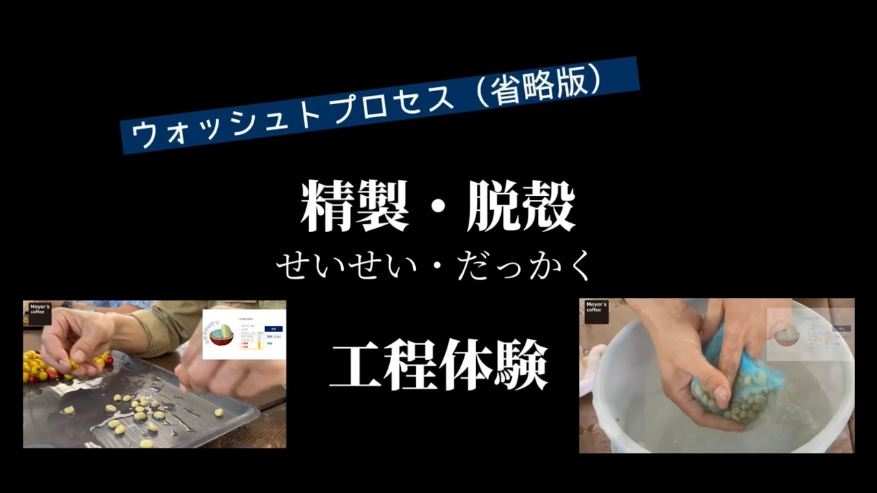 【解説】コーヒーの精製とは？（ウォッシュト精製を短縮版で体験しました）
