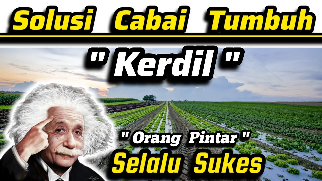 💥 Solusi Jitu 💥 Cara Atasi Cabai,Tomat,Terong,Jagung,Padi,Kacang yang Tumbuh Kerdil‼️#tanaman #pupuk