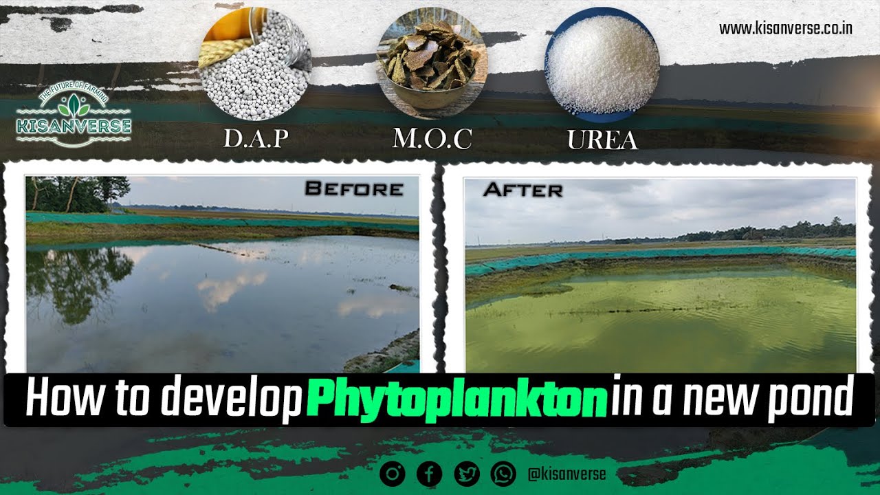 How to develop Phytoplankton in a new pond | तालाब का पानी हरा कैसे करें | KISANVERSE