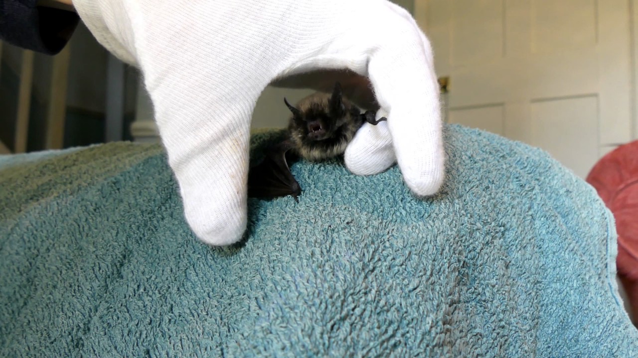 Whisky the Whiskered Bat