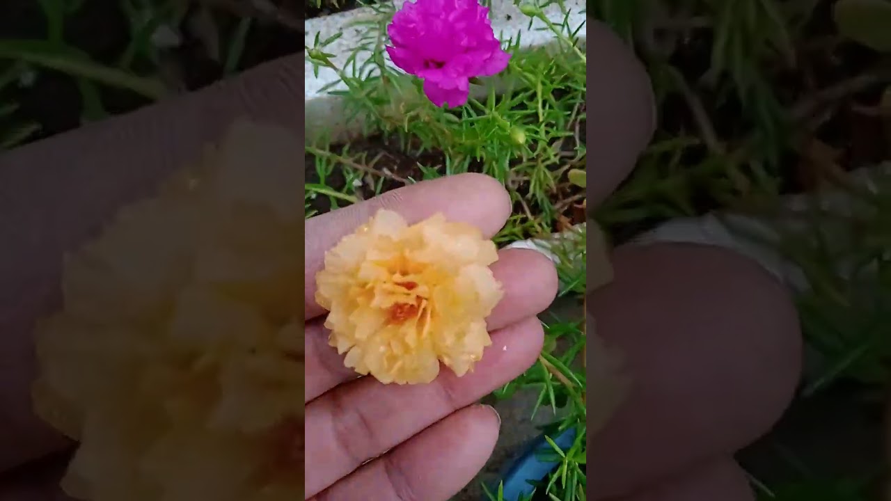 Maus Roz flower plants in may Gardan # flower hi flower # Gardaning #
