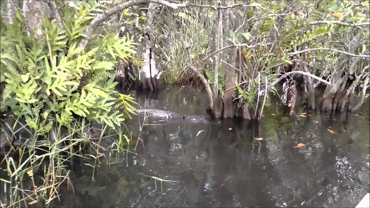 Airboat Tour in Coopertown, Florida, USA