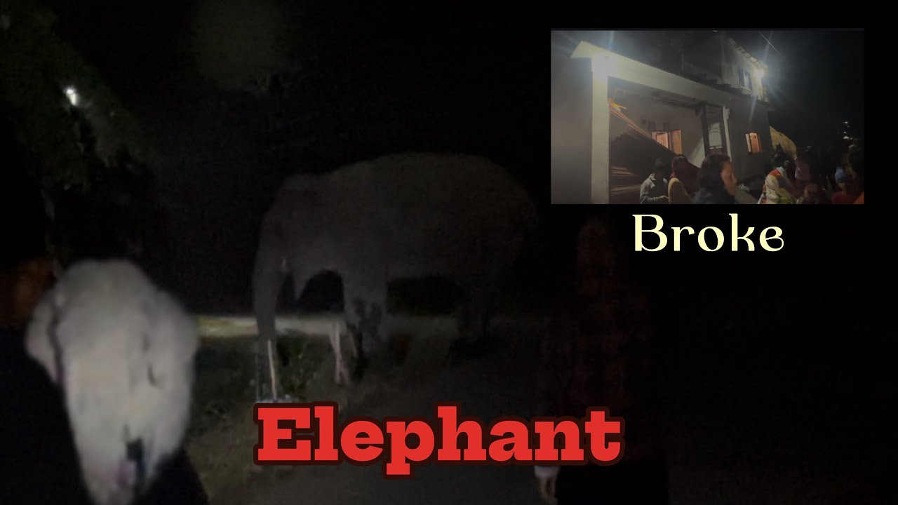 Elephant attacks in Belbari,Morang Nepal🇳🇵// Hard to survive🤕// Damage neighbour house😔