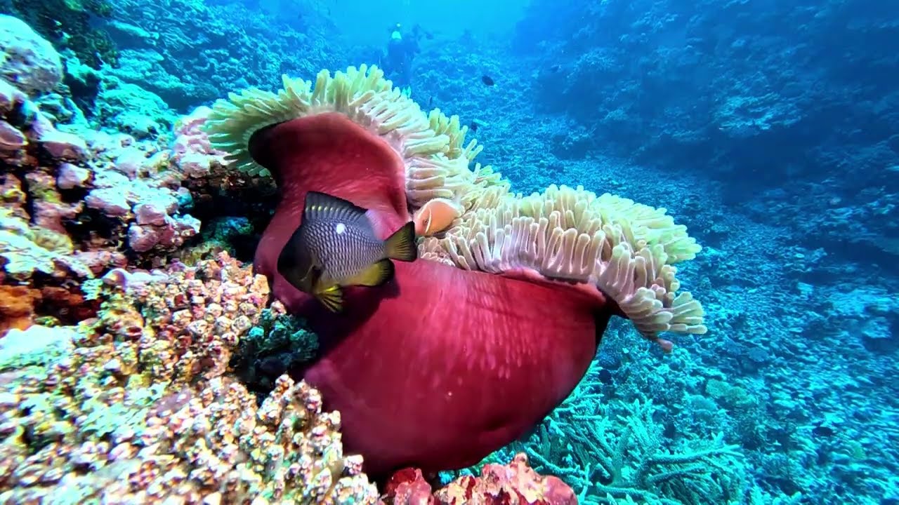 The Pristine Reefs of Fulaga Island, Fiji