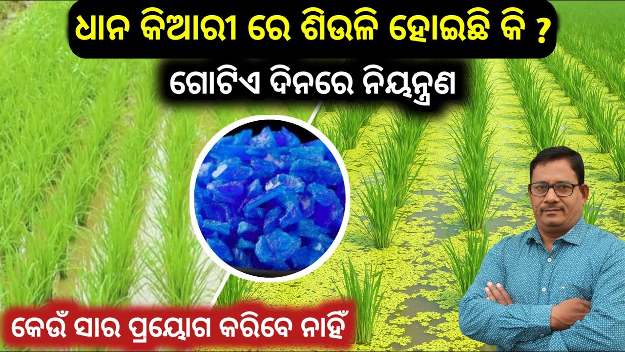 ଜମିରେ ସିଉଳି ହୋଇଛି କି ଗୋଟିଏ ଦିନରେ ନିୟନ୍ତ୍ରଣ Copper sulphate ତୁତିଆ How to control Alge in Paddy