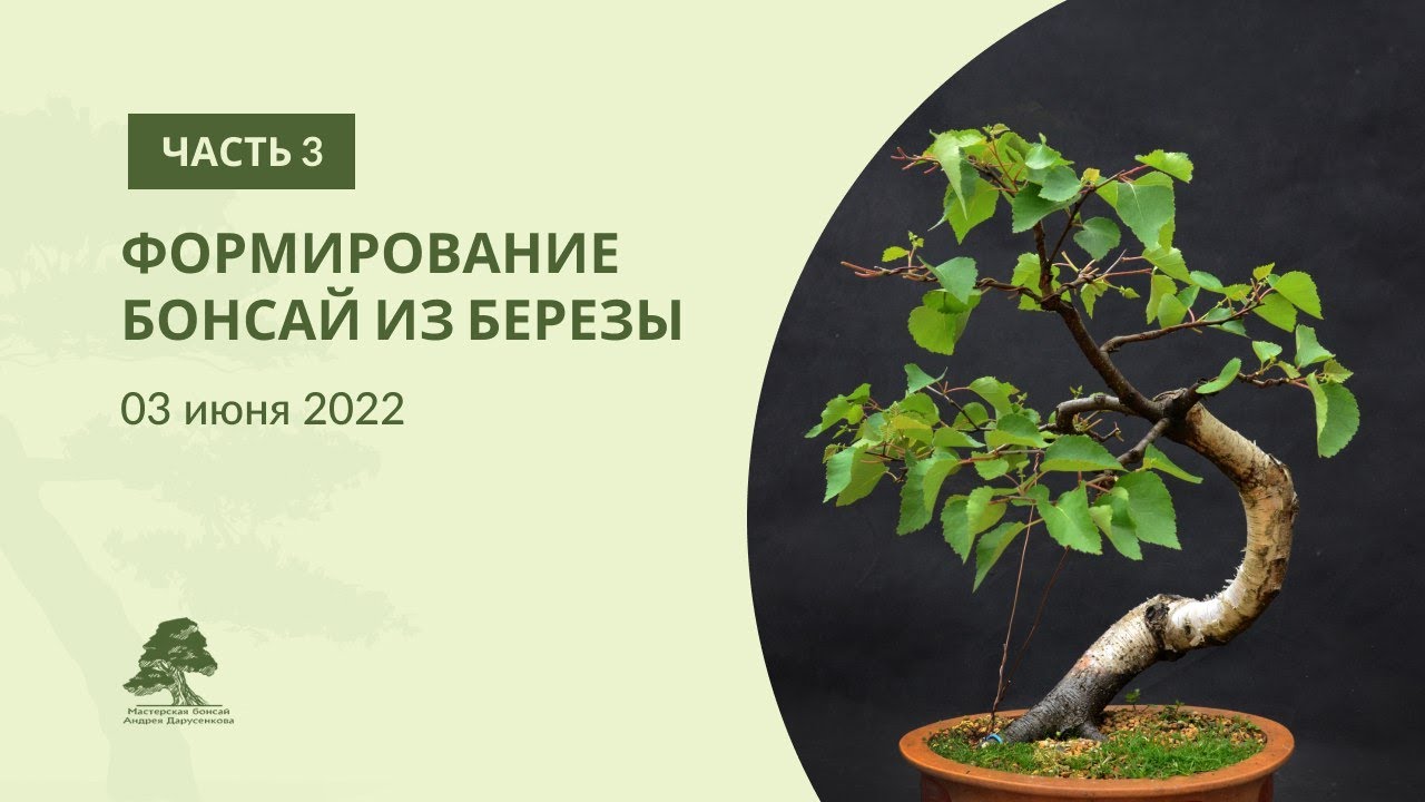 Формирование бонсай из березы