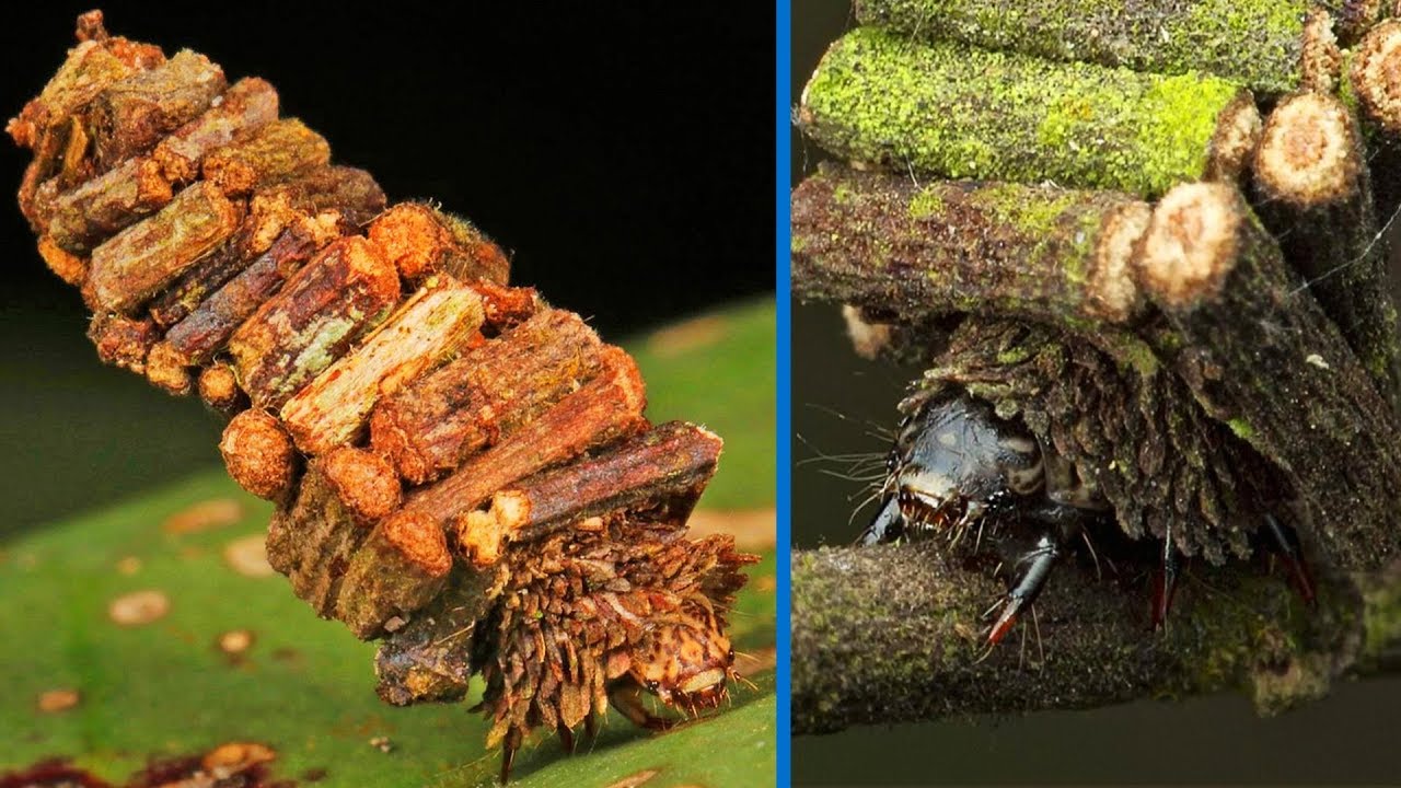 Bagworm Moth - Animal of the Week
