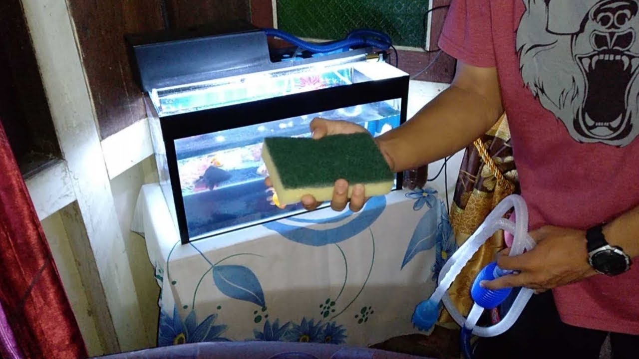 Cara Membersihkan Aquarium Pemula