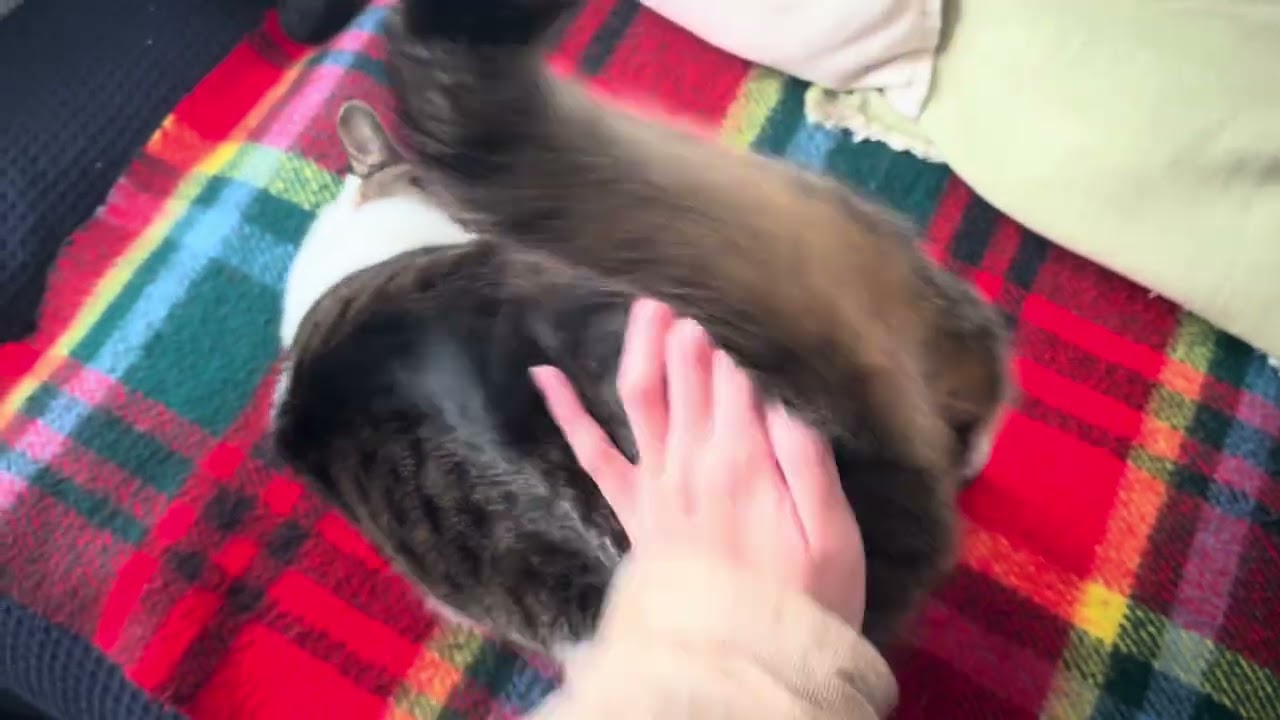 昼のかまって坊　#保護猫  #猫 #cat #猫のいる暮らし #ねこ