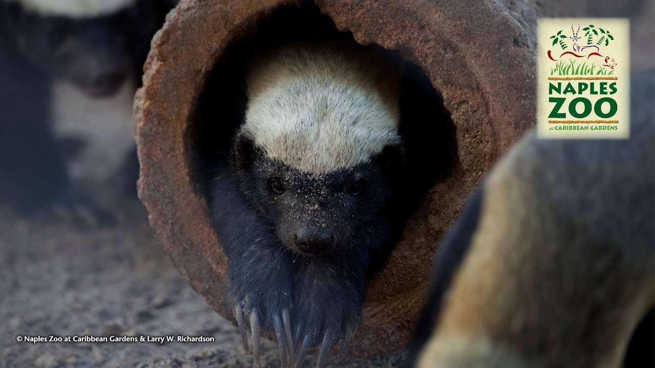 Honey Badgers at Naples Zoo