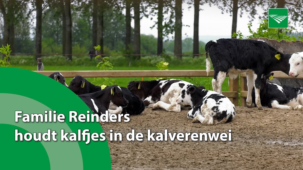 'Kalf dat buiten loopt is gezonder en levert duidelijk meer op'