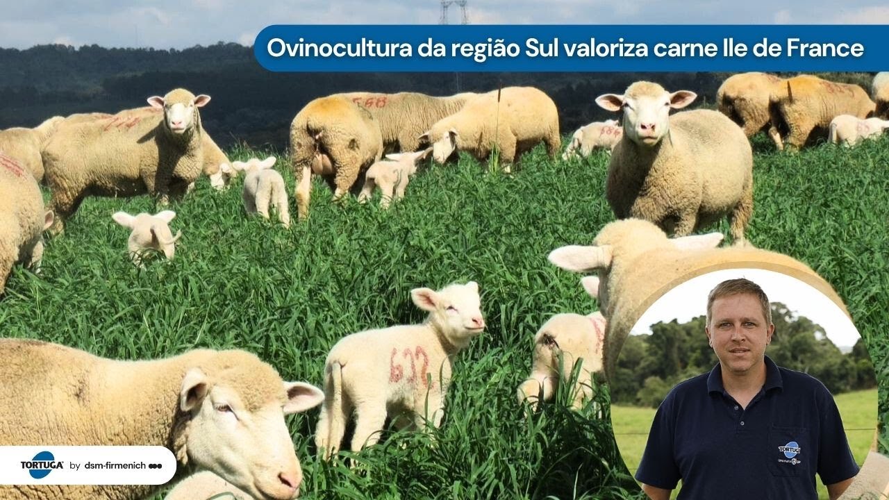 Ovinocultura da região Sul valoriza carne Ile de France | Noticiário Tortuga