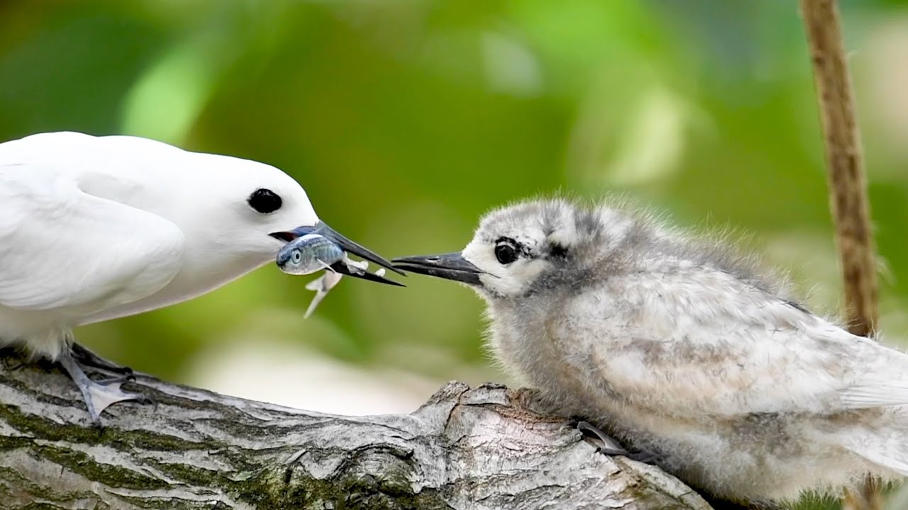 A chick of manu-o-kū (white tern) in Honolulu, Hawaii