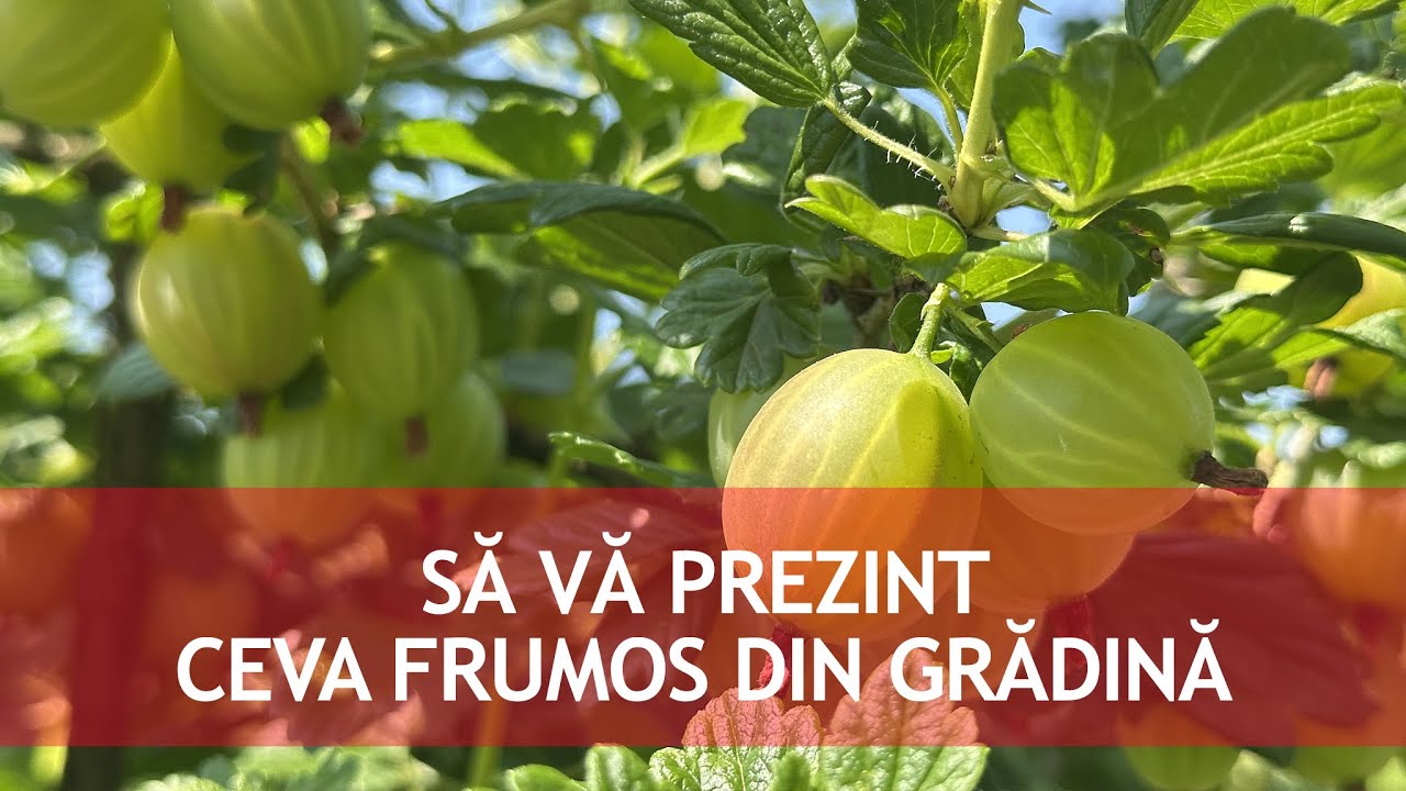 Ceva Frumos din Gradina