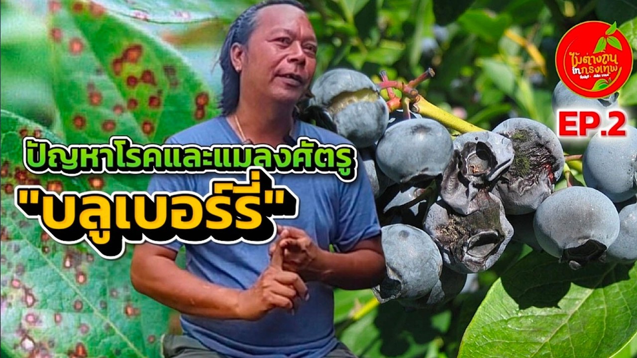 EP 2 ปัญหาโรคและแมลงศัตรูของบลูเบอร์รี่