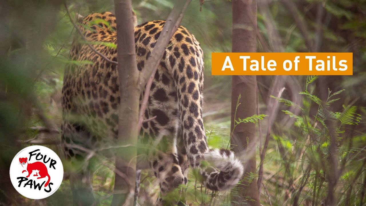 A Tale of Tails | LIONSROCK Big Cat Sanctuary | [SUBS]