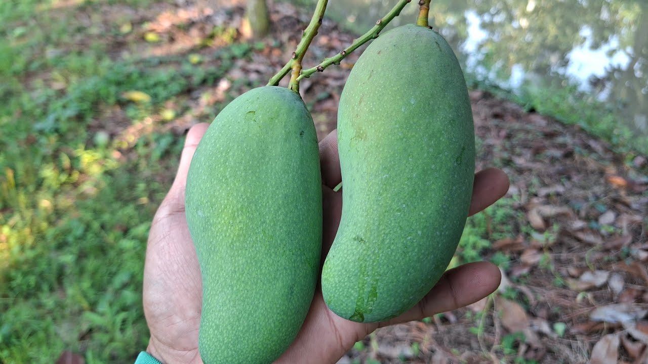 Phun thuốc Buôn đòn lớn trái cho xoài đài Loan và ngừa rệp sáp 