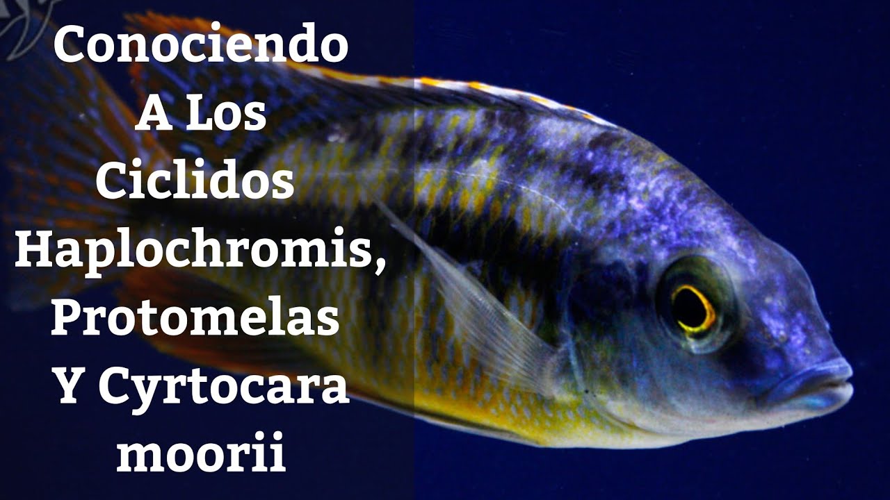 🔵 Ciclidos Haplochromis Del Lago Malawi,Cyrtocara moorii Y Protomelas (Acuarios MB)