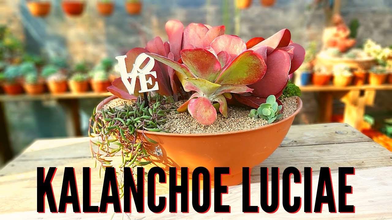 Kalanchoe luciae
