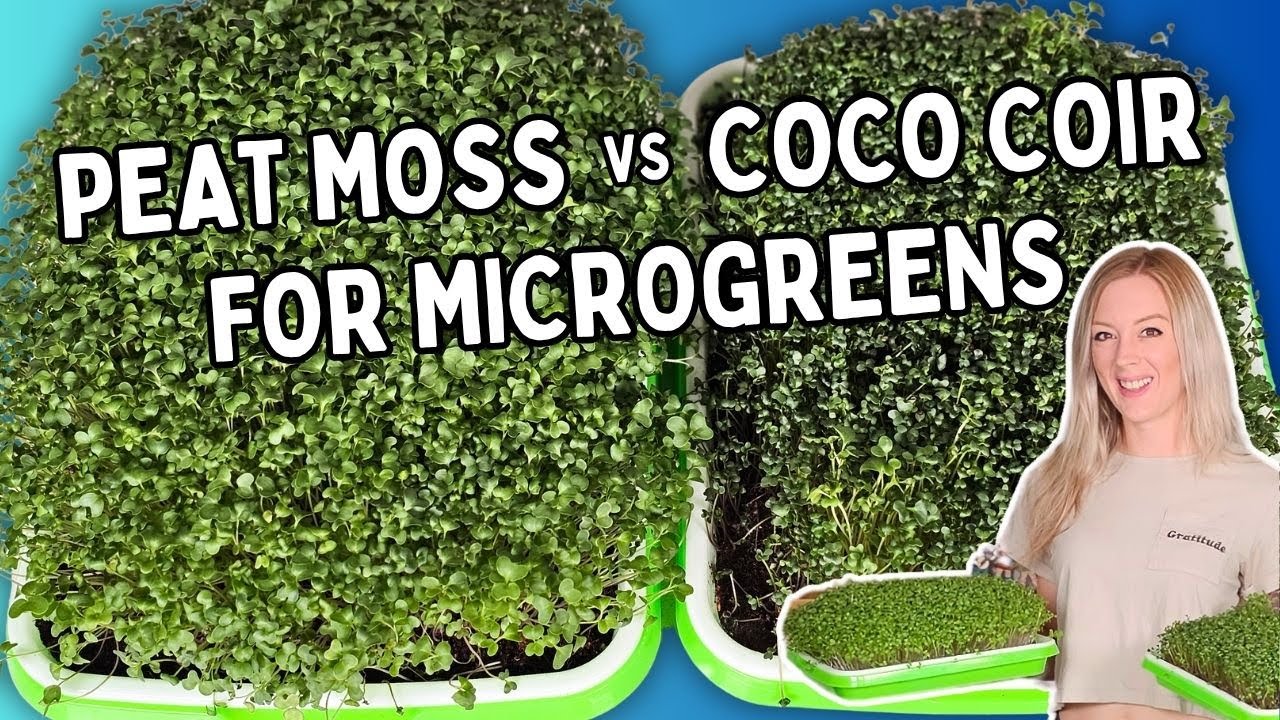 Coco Coir vs Canadian Sphagnum Peat Moss for #Microgreens: Broccoli Growth Test (No Nutrients)