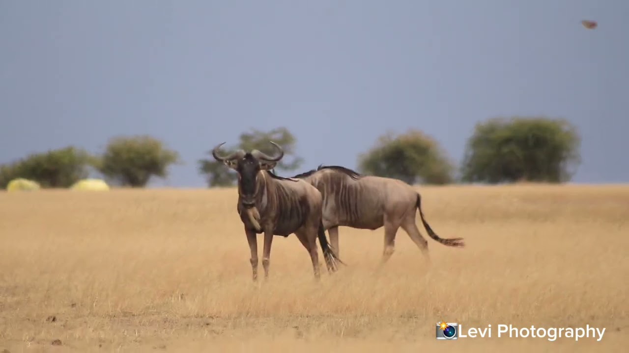 Walking Safaris near Lake Manyara. 