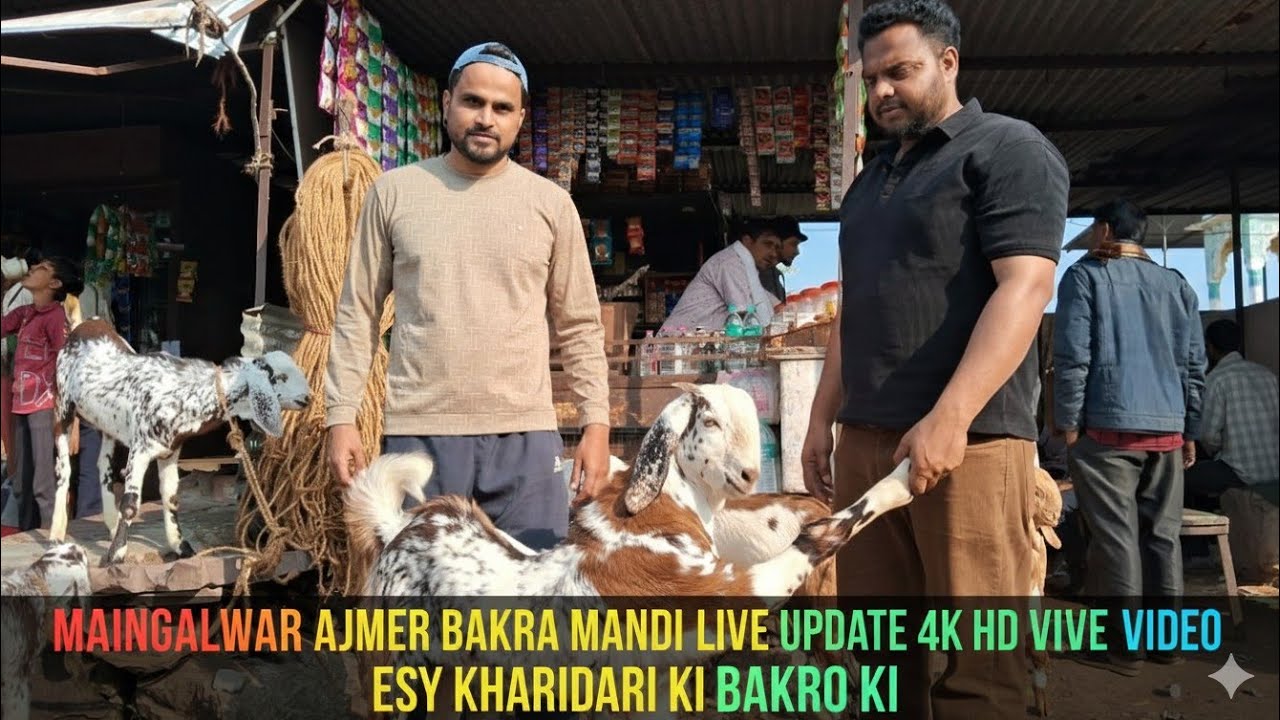 मंगलवार अजमेर बकरा मंडी आज एक से एक बकरा देखा  सोचा नहीं था ऐसा भी माल आएगा आज मंडी में #goat #ajmer