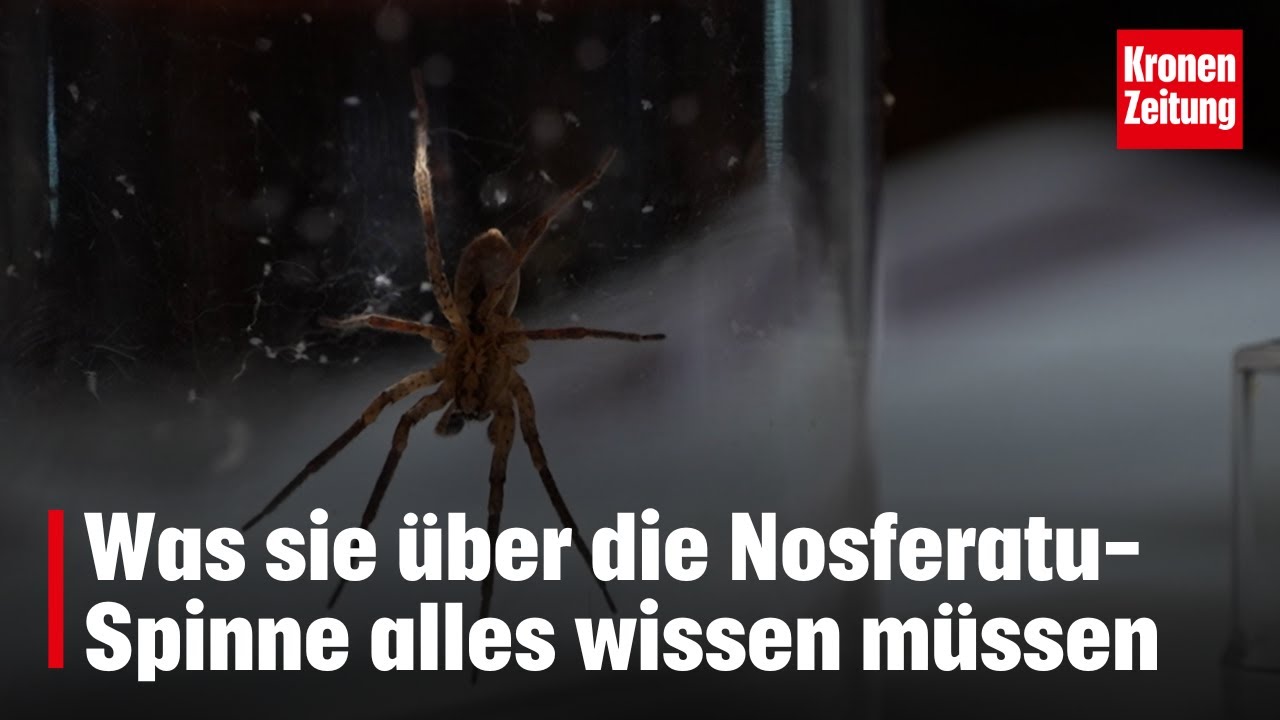 Was sie über die Nosferatu-Spinne alles wissen müssen | krone.tv NEWS