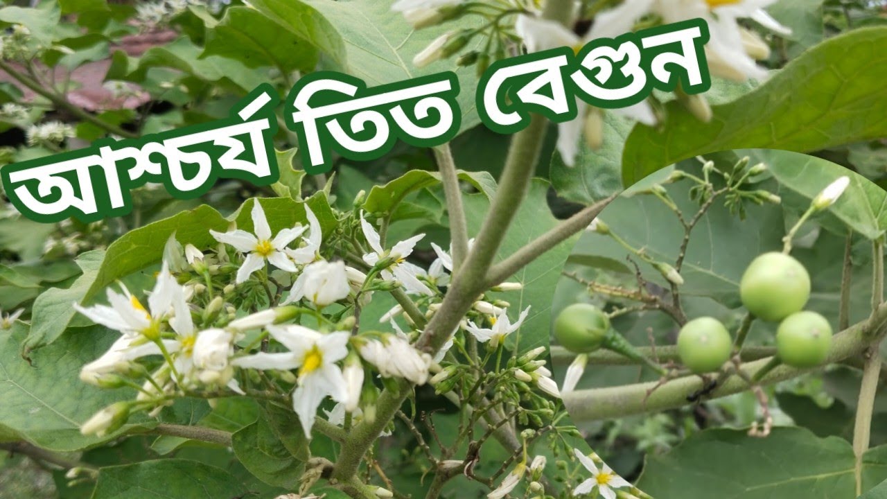 তিত বেগুন গাছের আশ্চর্য উপকারিতা এখুনি জেনে নিন / Turkey Berry Benefits