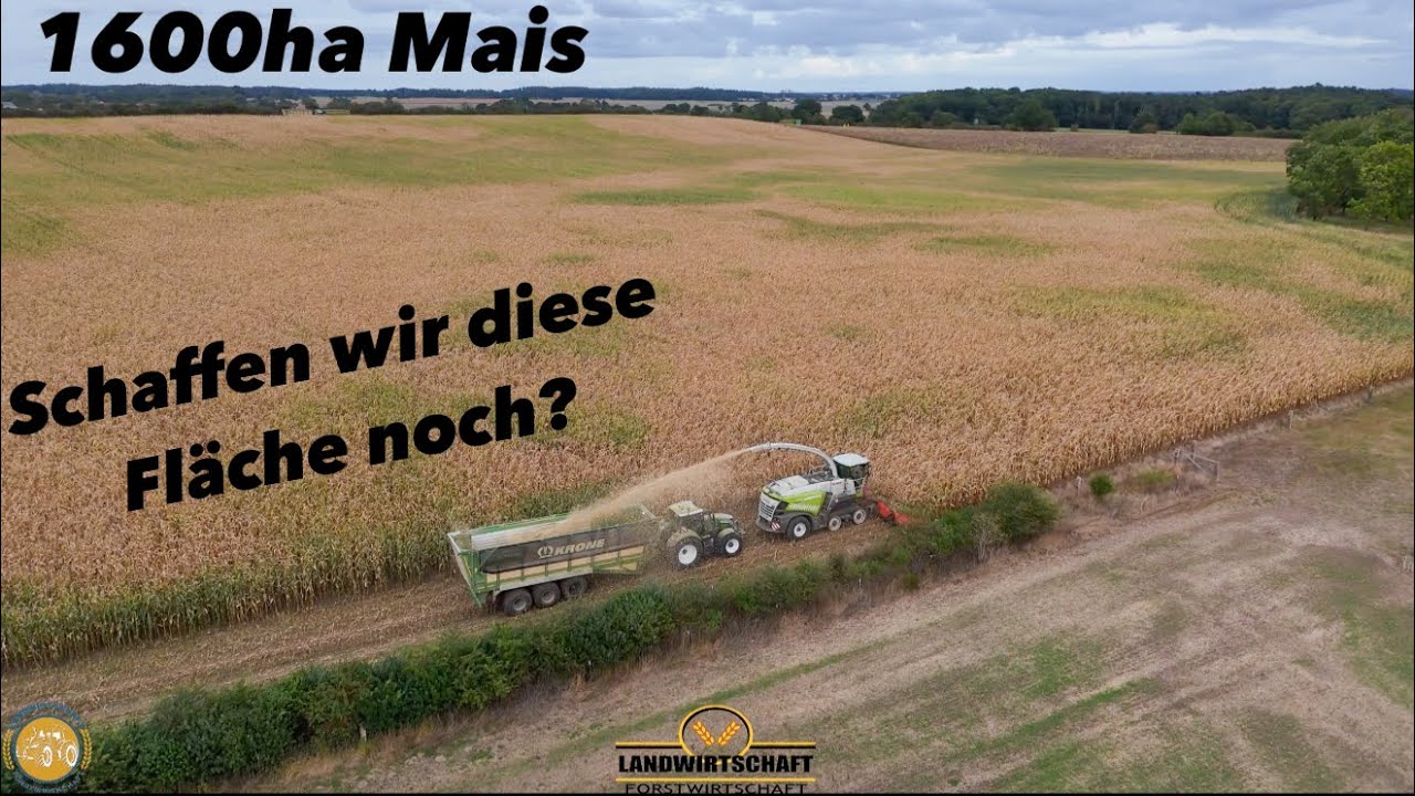 Agrarservice-MV auf 1600ha Hektar Mais Jagd! Schaffen wir diese Fläche noch? Mais Abernten häckseln
